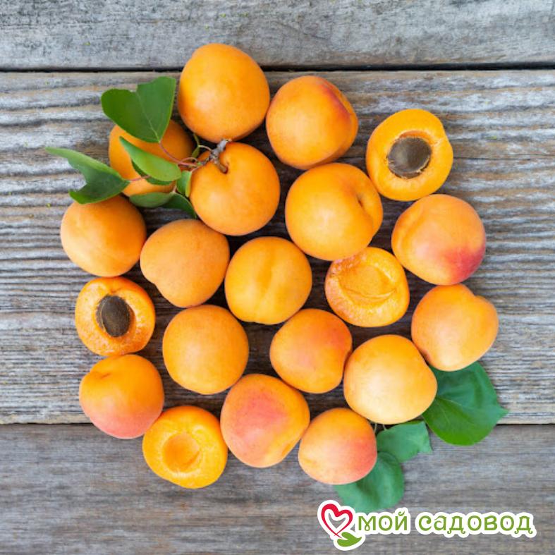 Абрикос Июньский Ранний