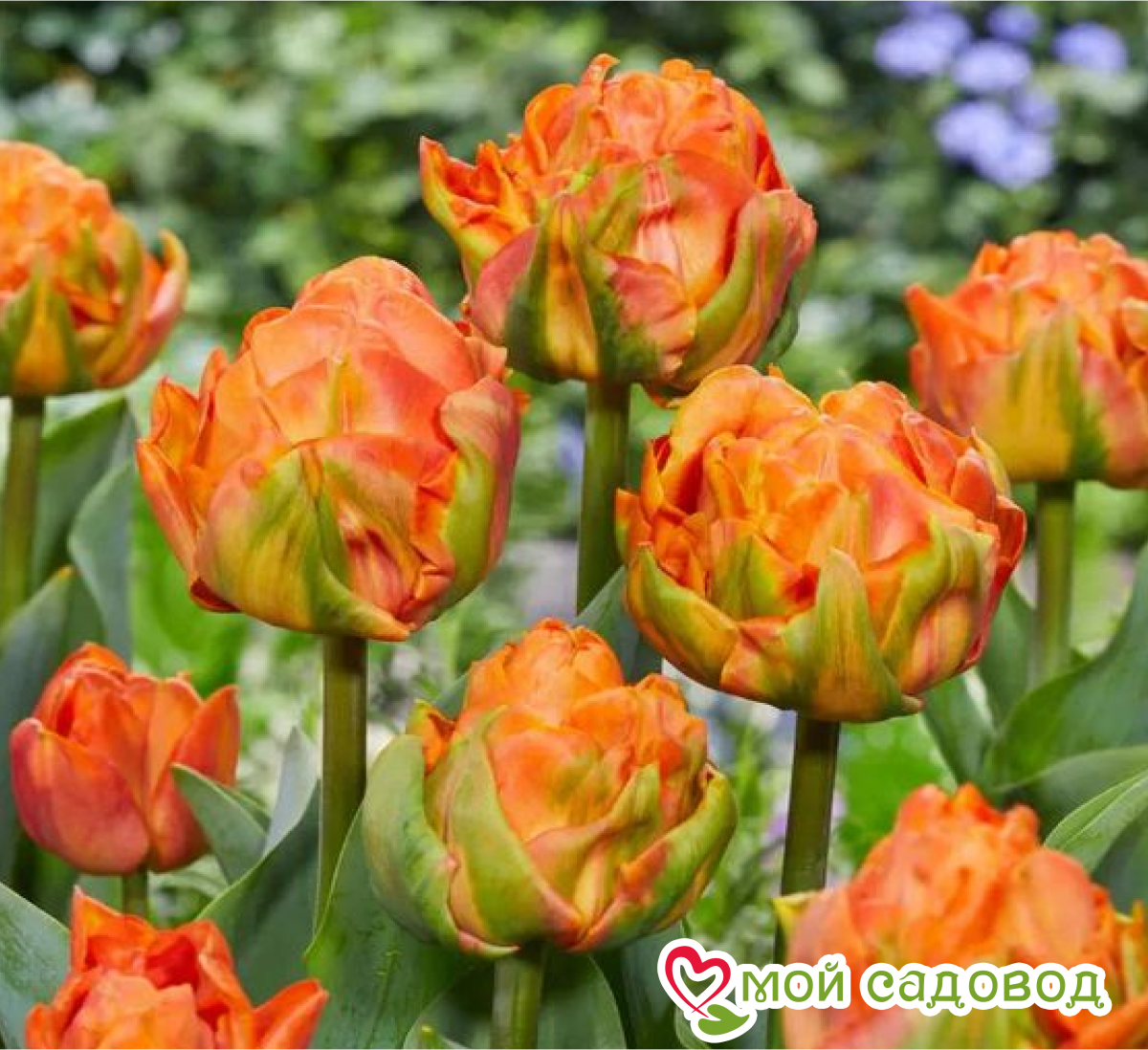 Тюльпан Гудошник Дабл