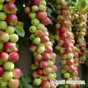 Яблоня колоновидная Президент