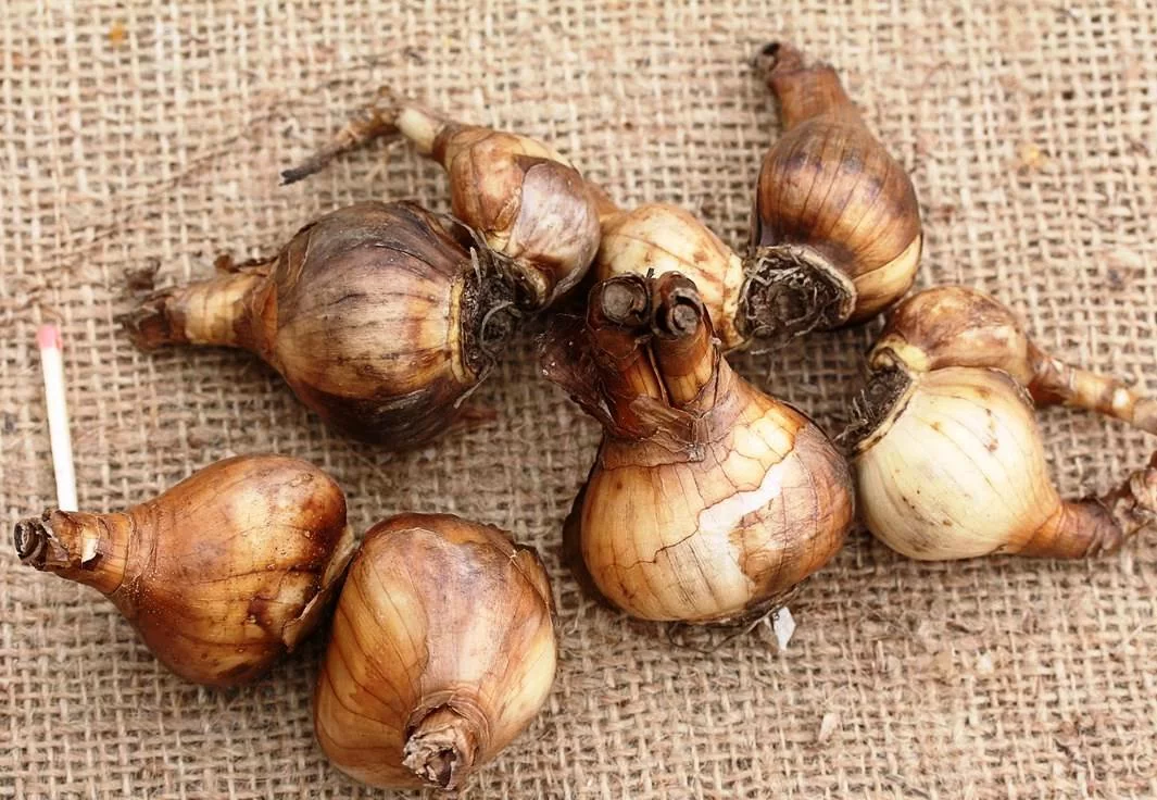 Нарцисс Аврора